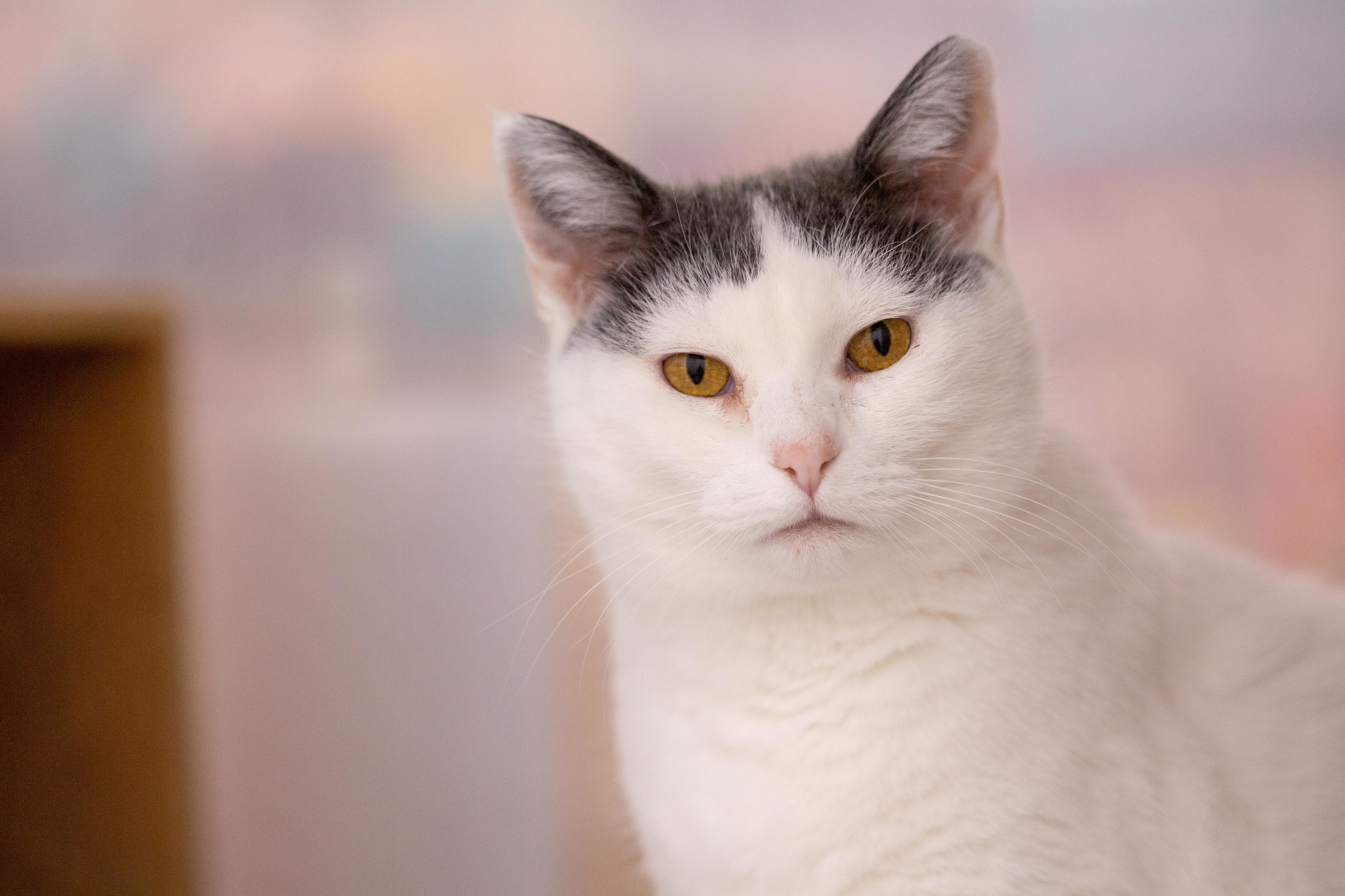 Chloe, a Adoptable Domestic Short Hair in Millville, UT image 2/4