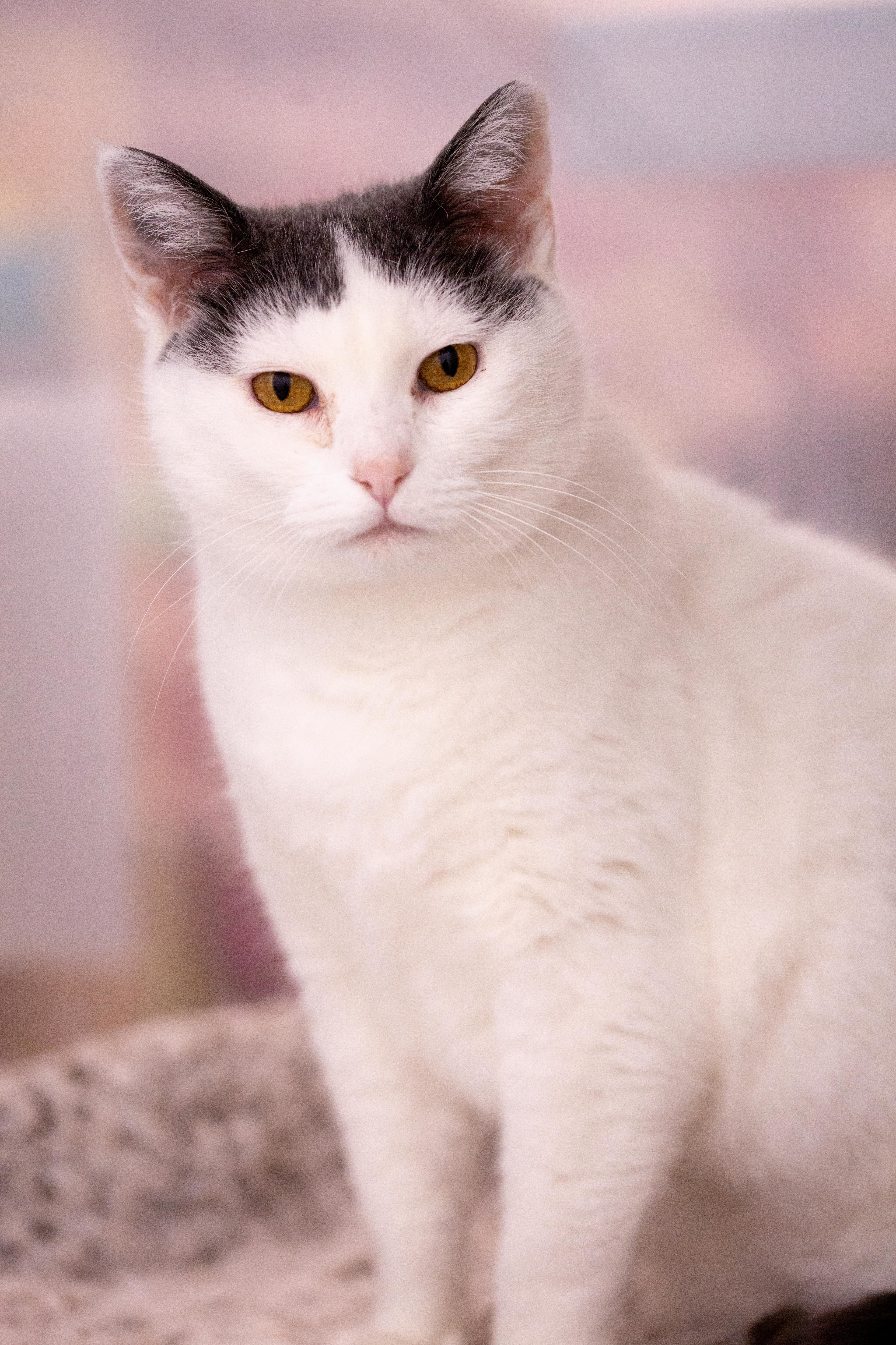 Chloe, a Adoptable Domestic Short Hair in Millville, UT image 3/4