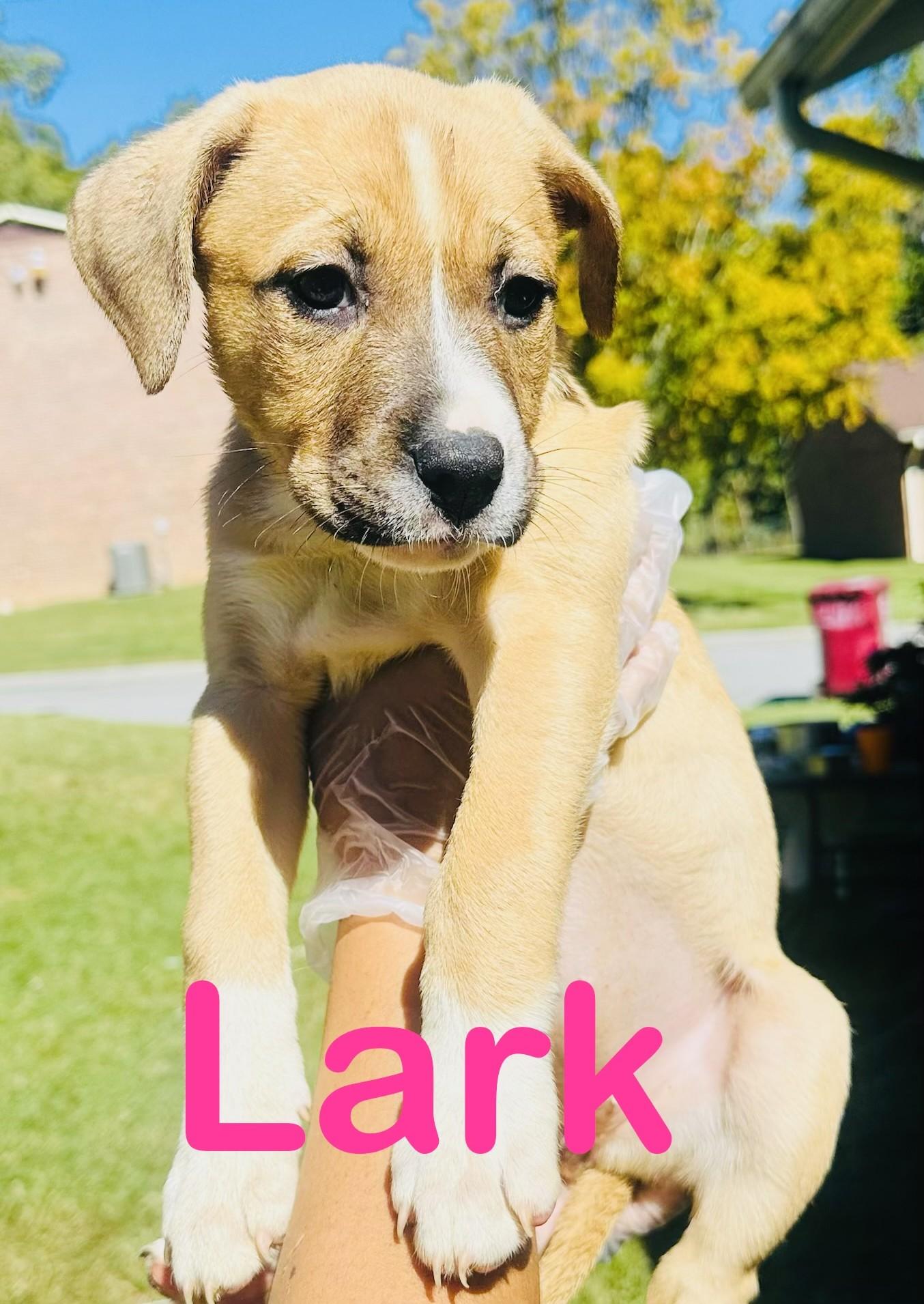 Enlarge Lark, a Adopted mixed breed in Albany, NY image 2/2