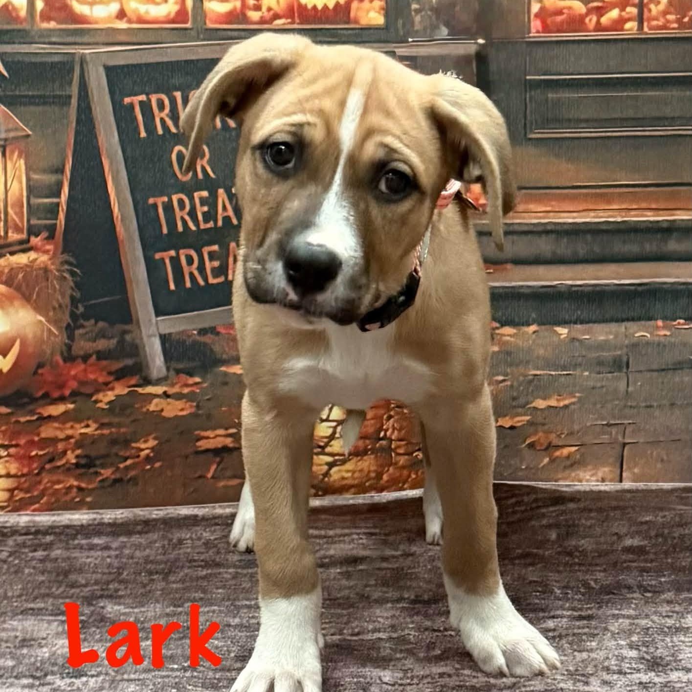 Lark, Adopted, Puppy Female Mastiff & Labrador Retriever.