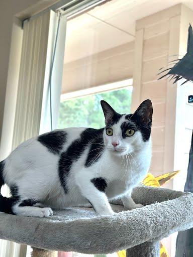 Enlarge Spooky, a ADOPTABLE Domestic Short Hair in Marshall, TX image 1/1