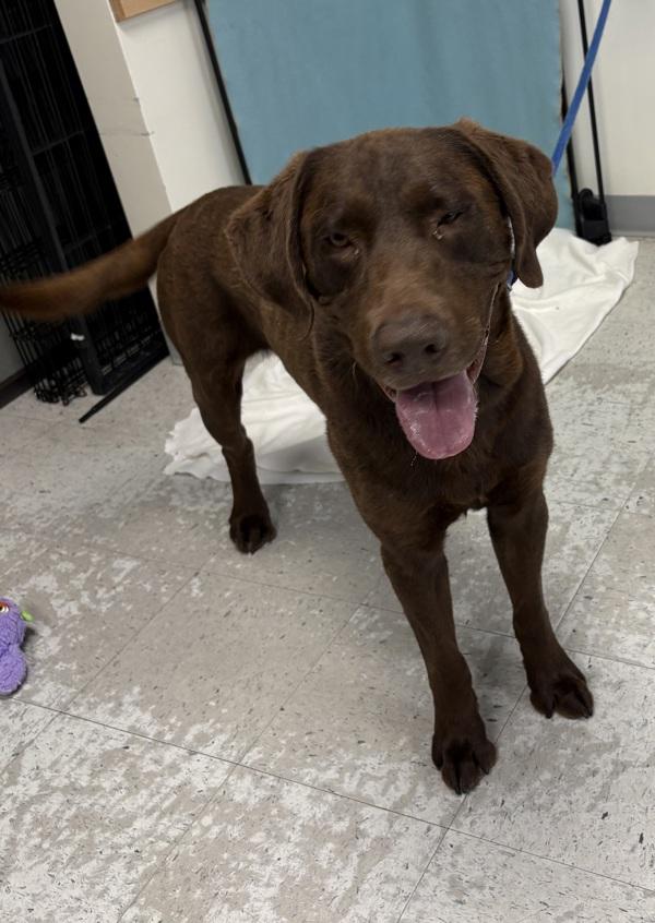 Enlarge *Comrade*, a Adoptable mixed breed in Salt Lake City, UT image 1/1