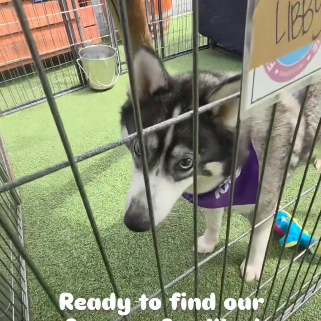 Enlarge Libby, a Adoptable mixed breed in Stockton, CA image 2/2