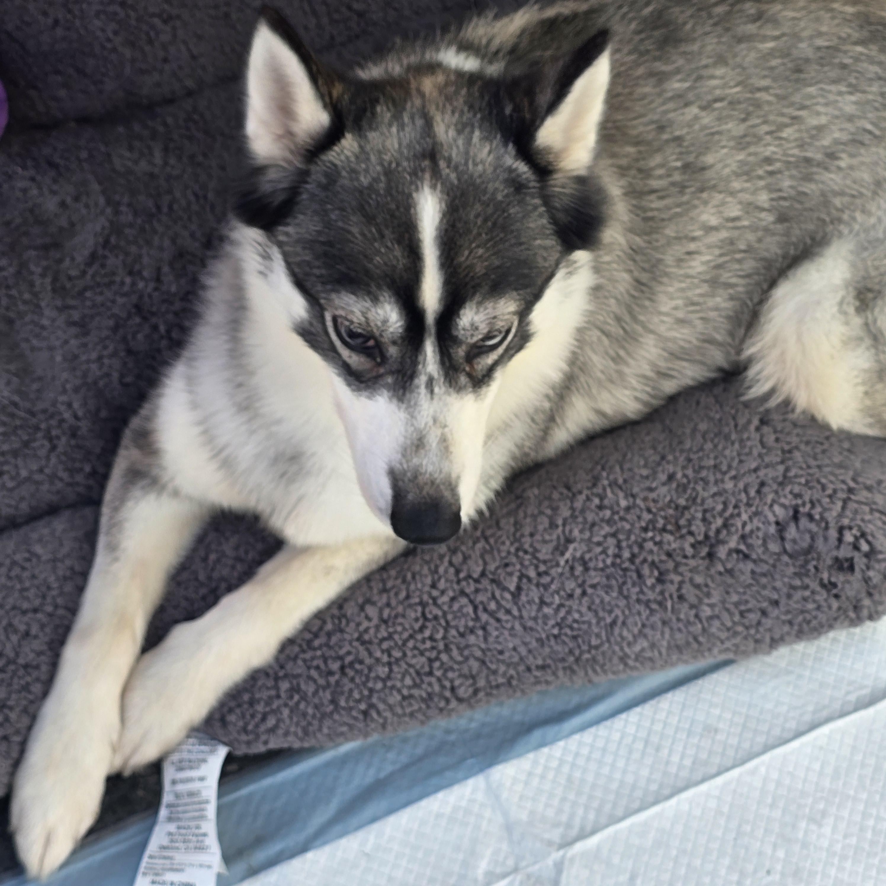 Enlarge Libby, a Adoptable mixed breed in Stockton, CA image 3/5