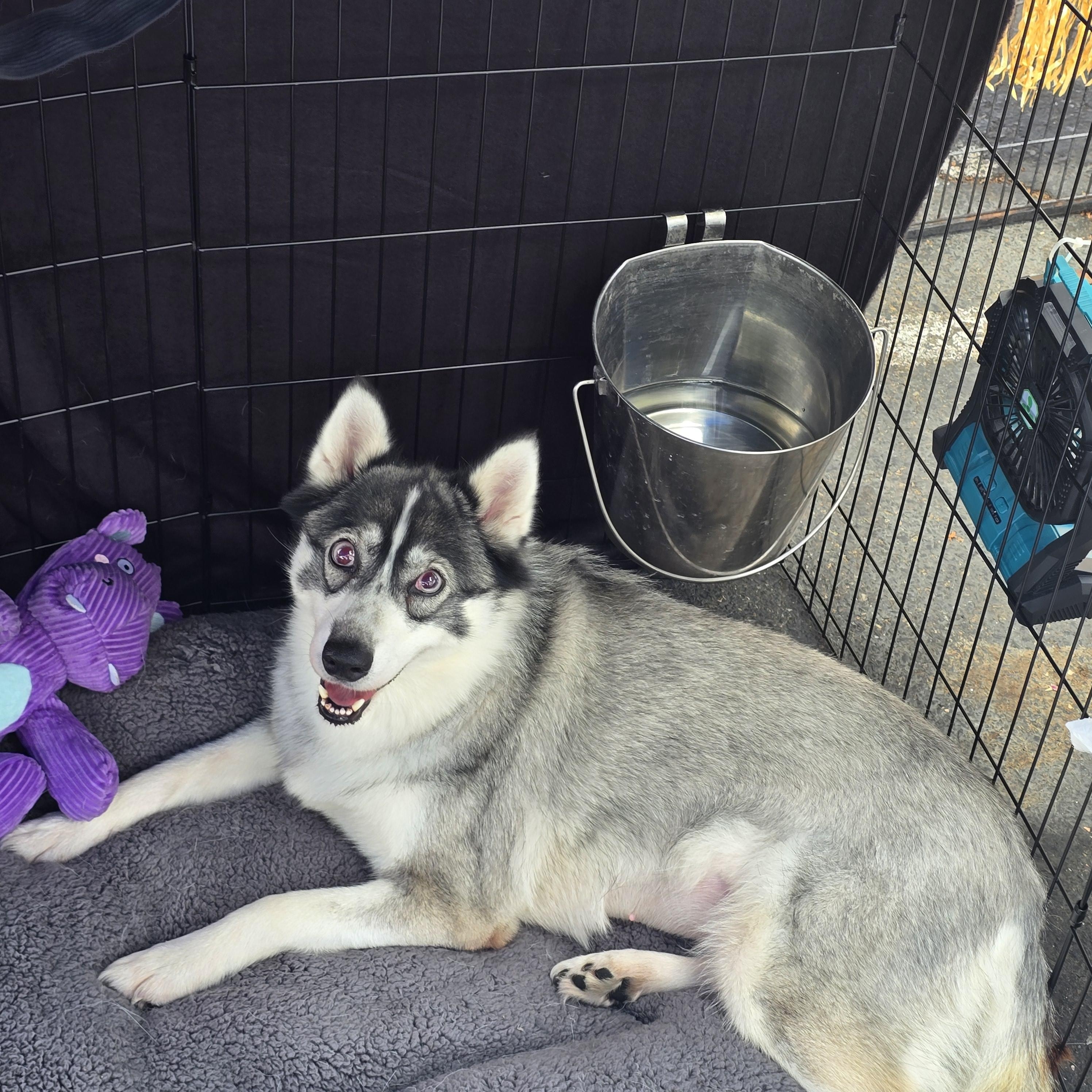 Enlarge Libby, a Adoptable mixed breed in Stockton, CA image 2/5