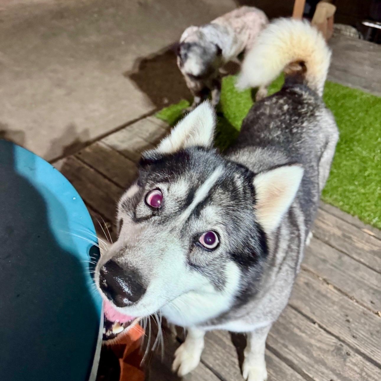 Libby, Adoptable, Young Female Husky.