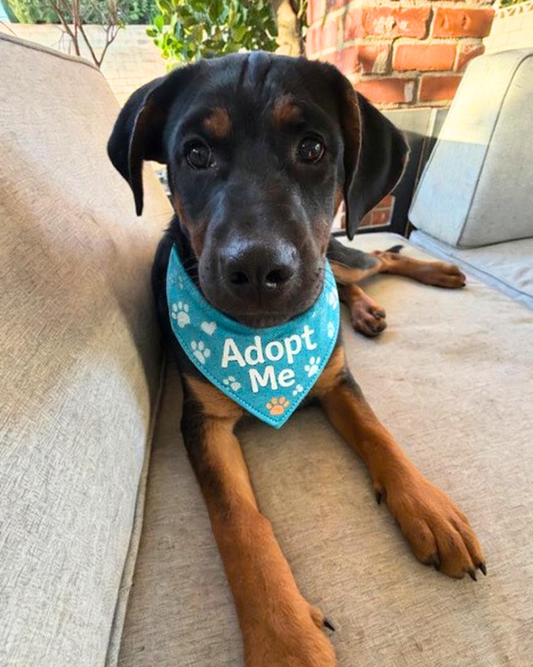 Maverick , a ADOPTABLE mixed breed in Valley Village, CA image 1/4