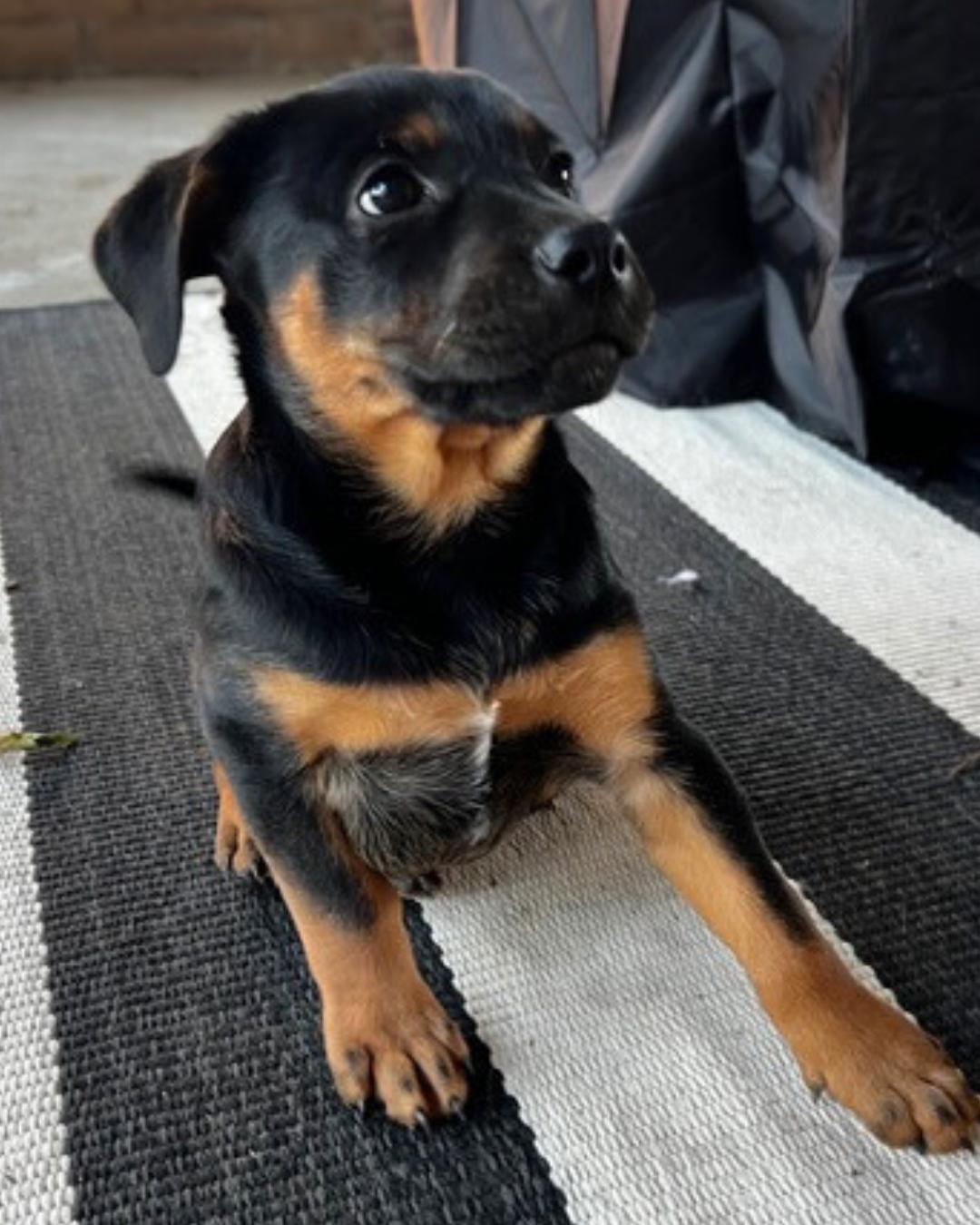 Maverick , a ADOPTABLE mixed breed in Valley Village, CA image 4/4