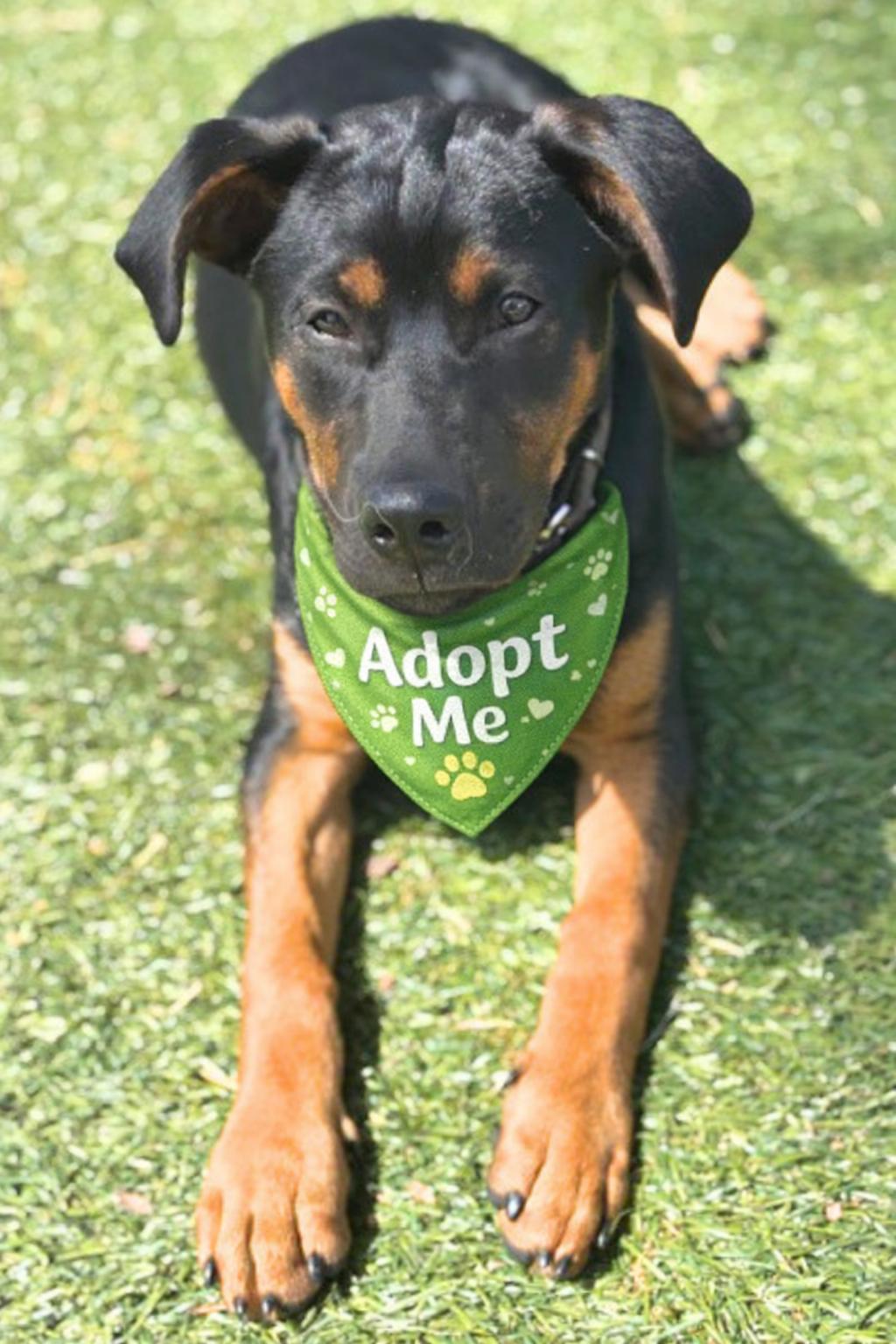 Enlarge Maverick , a ADOPTABLE mixed breed in Valley Village, CA image 6/6