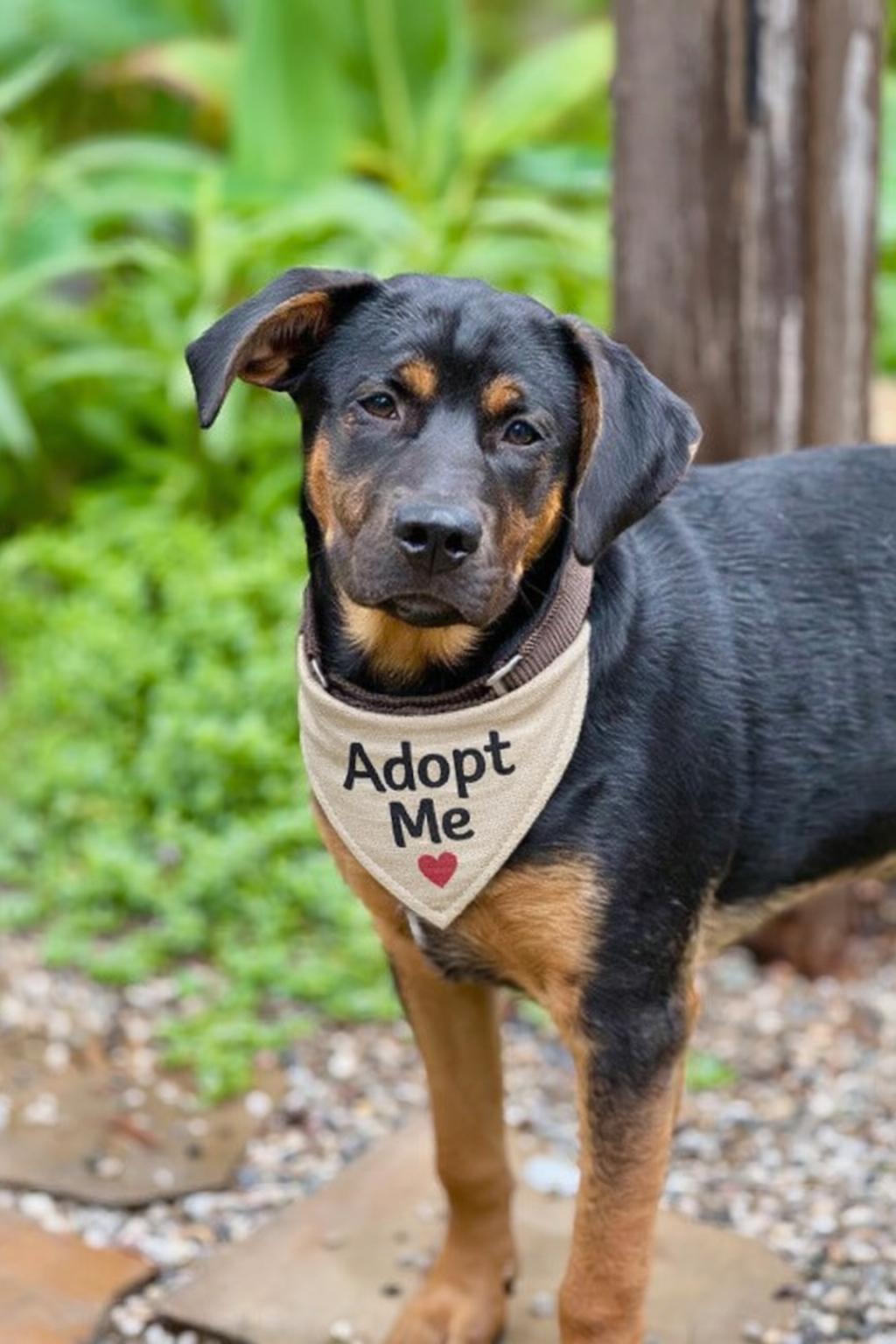 Maverick , ADOPTABLE, Puppy Male Miniature Pinscher & Pit Bull Terrier.