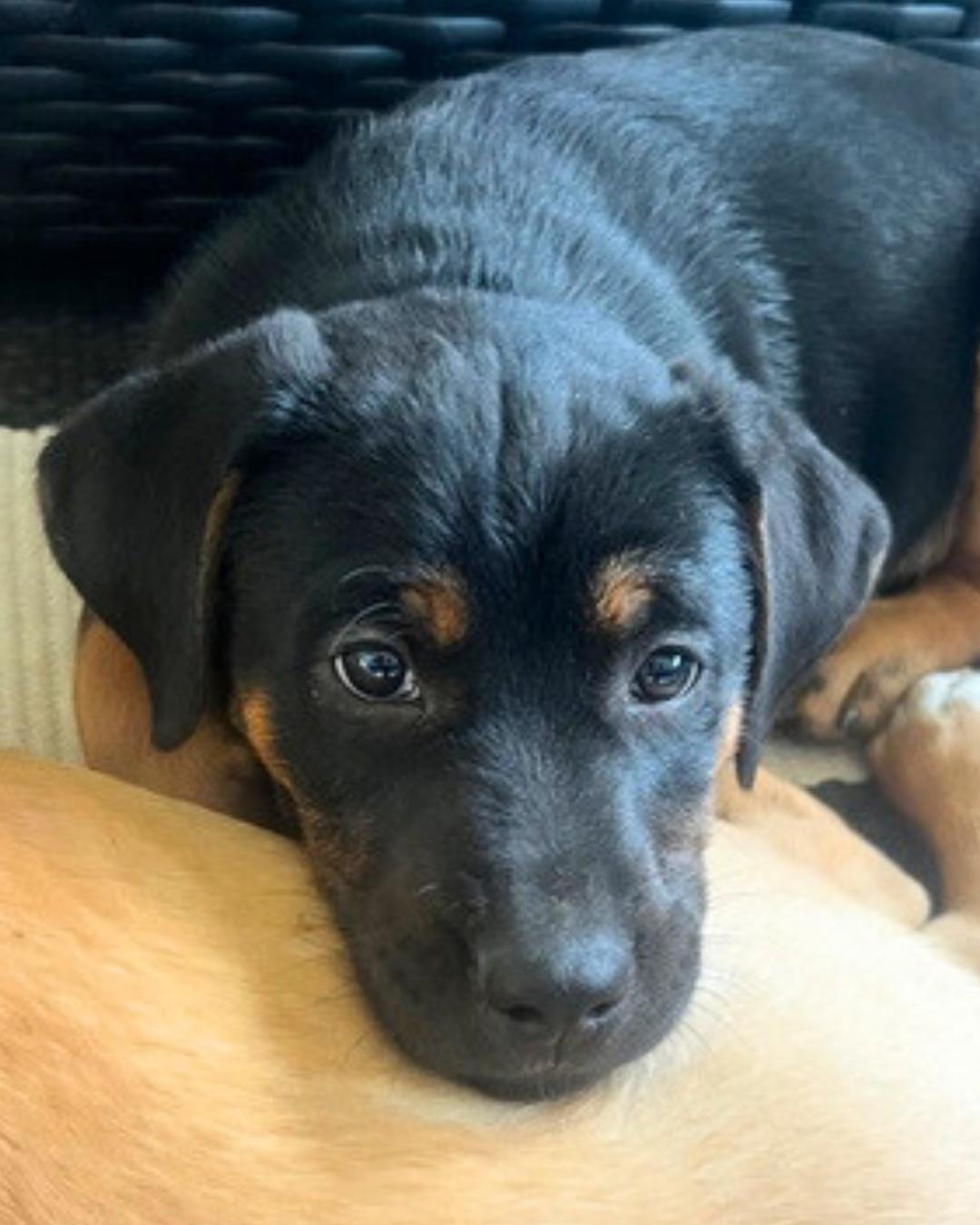 Maverick , a ADOPTABLE mixed breed in Valley Village, CA image 3/4