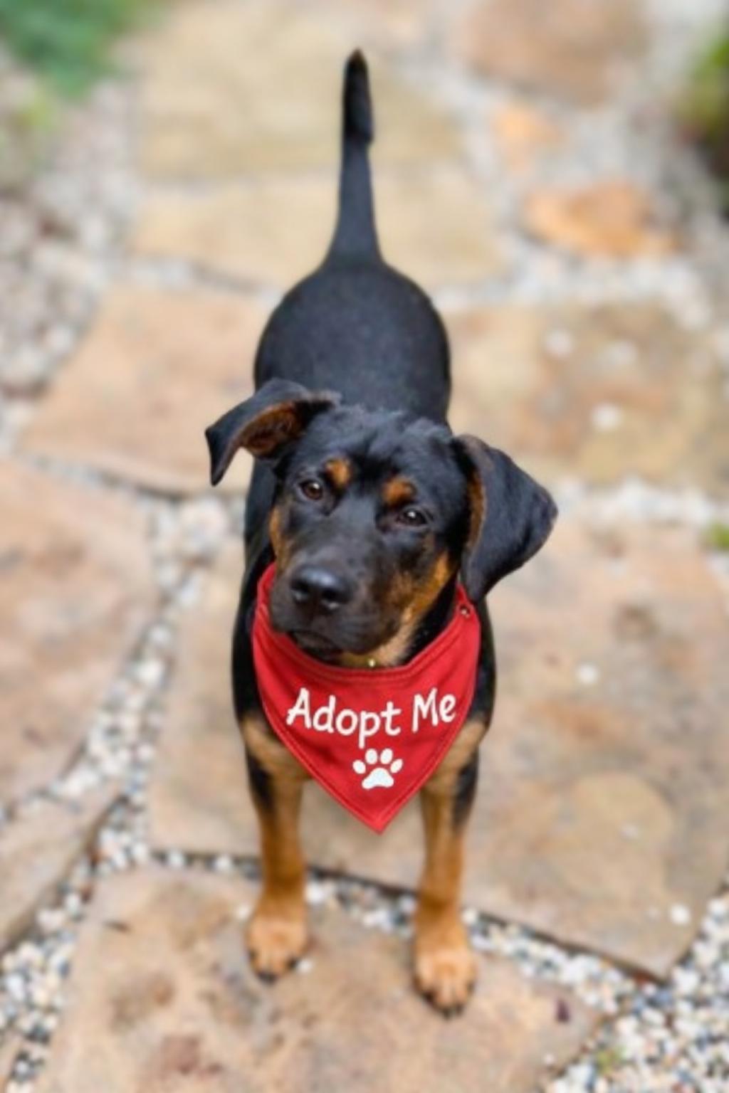 Enlarge Maverick , a ADOPTABLE mixed breed in Valley Village, CA image 4/6