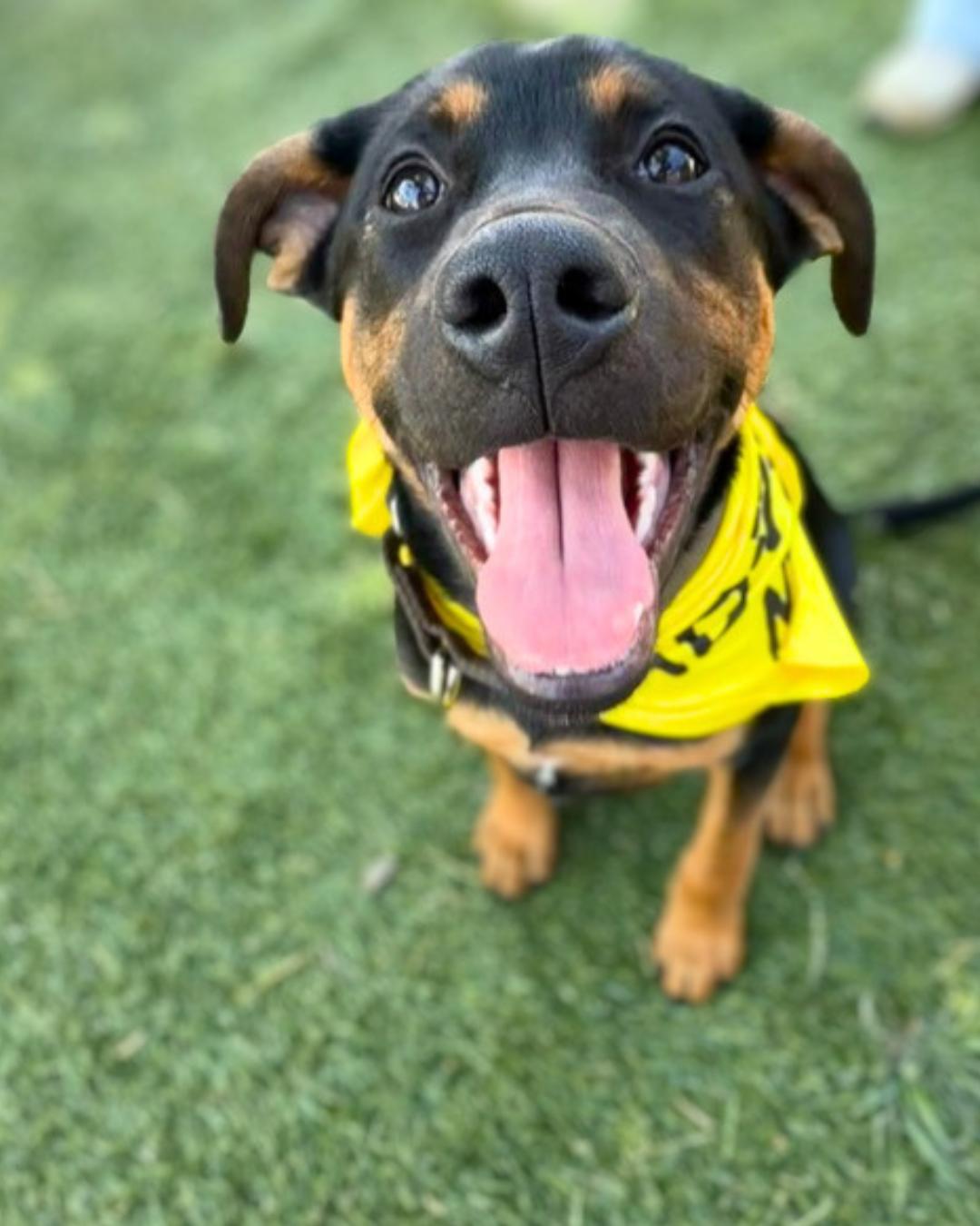 Enlarge Maverick , a ADOPTABLE mixed breed in Valley Village, CA image 5/6