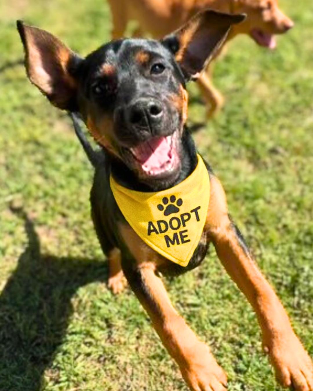 Maverick , a ADOPTABLE mixed breed in Valley Village, CA image 2/4
