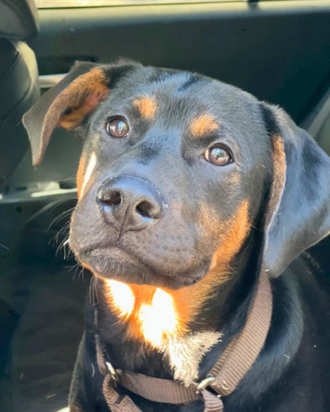 Enlarge Maverick , a ADOPTABLE mixed breed in Valley Village, CA image 2/6