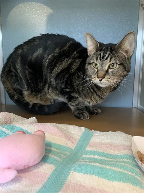 Enlarge FORREST, a Adoptable Domestic Short Hair in Westminster, MD image 1/1