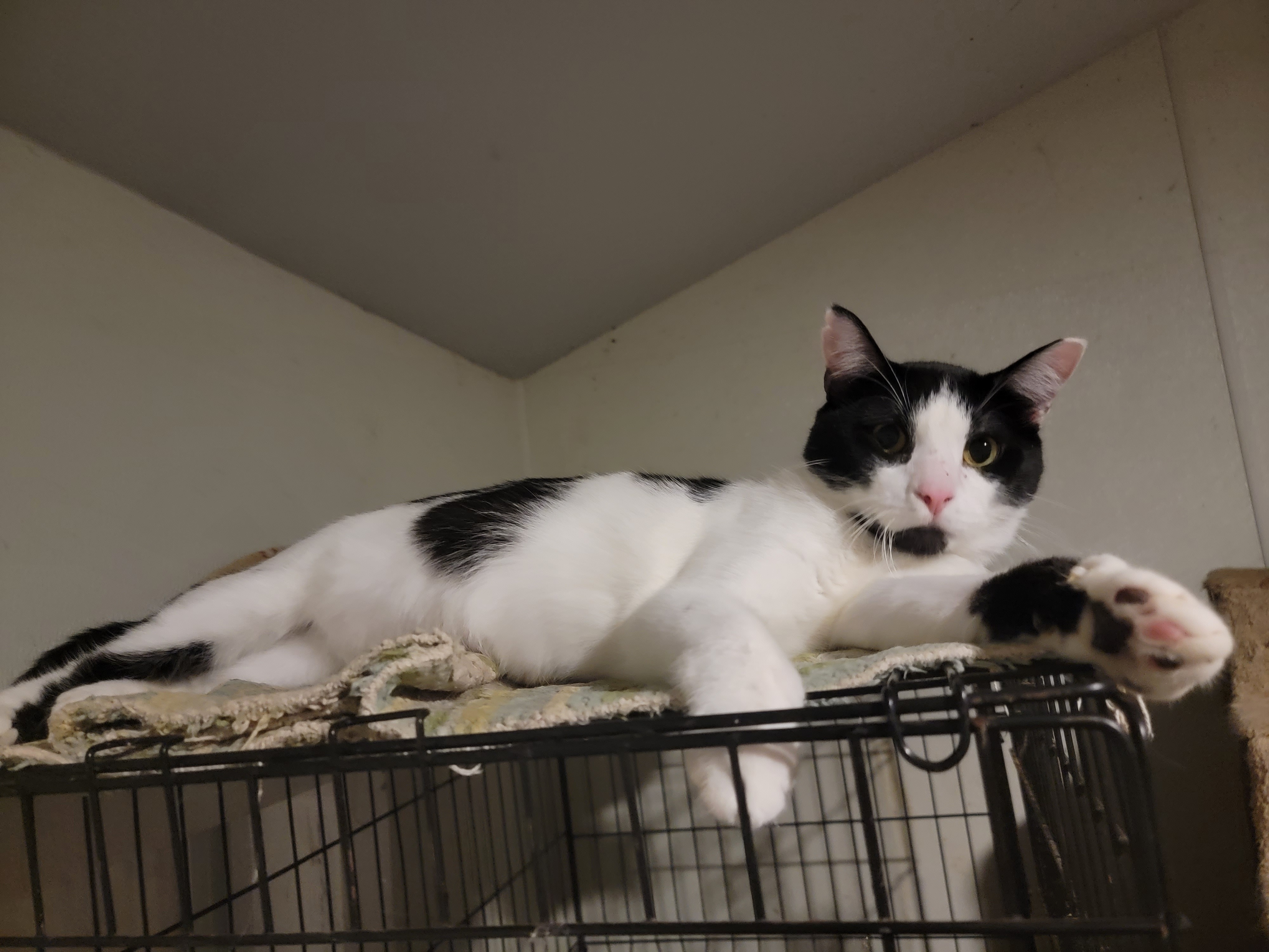 Enlarge Curly, a Adoptable Domestic Short Hair in The Woodlands, TX image 4/6