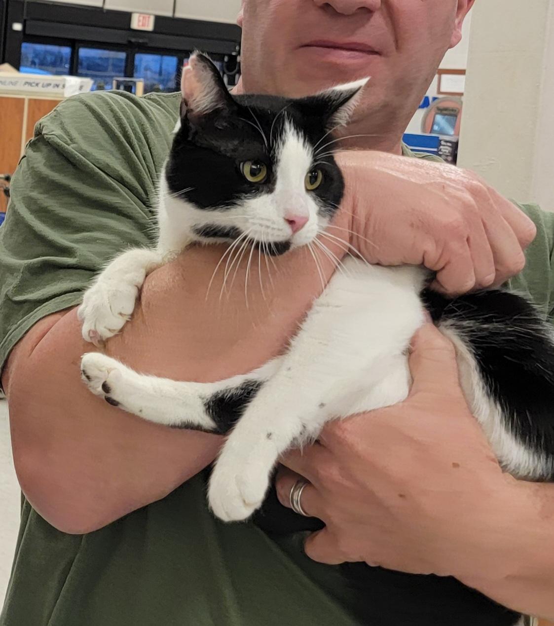 Enlarge Curly, a Adoptable Domestic Short Hair in The Woodlands, TX image 1/6