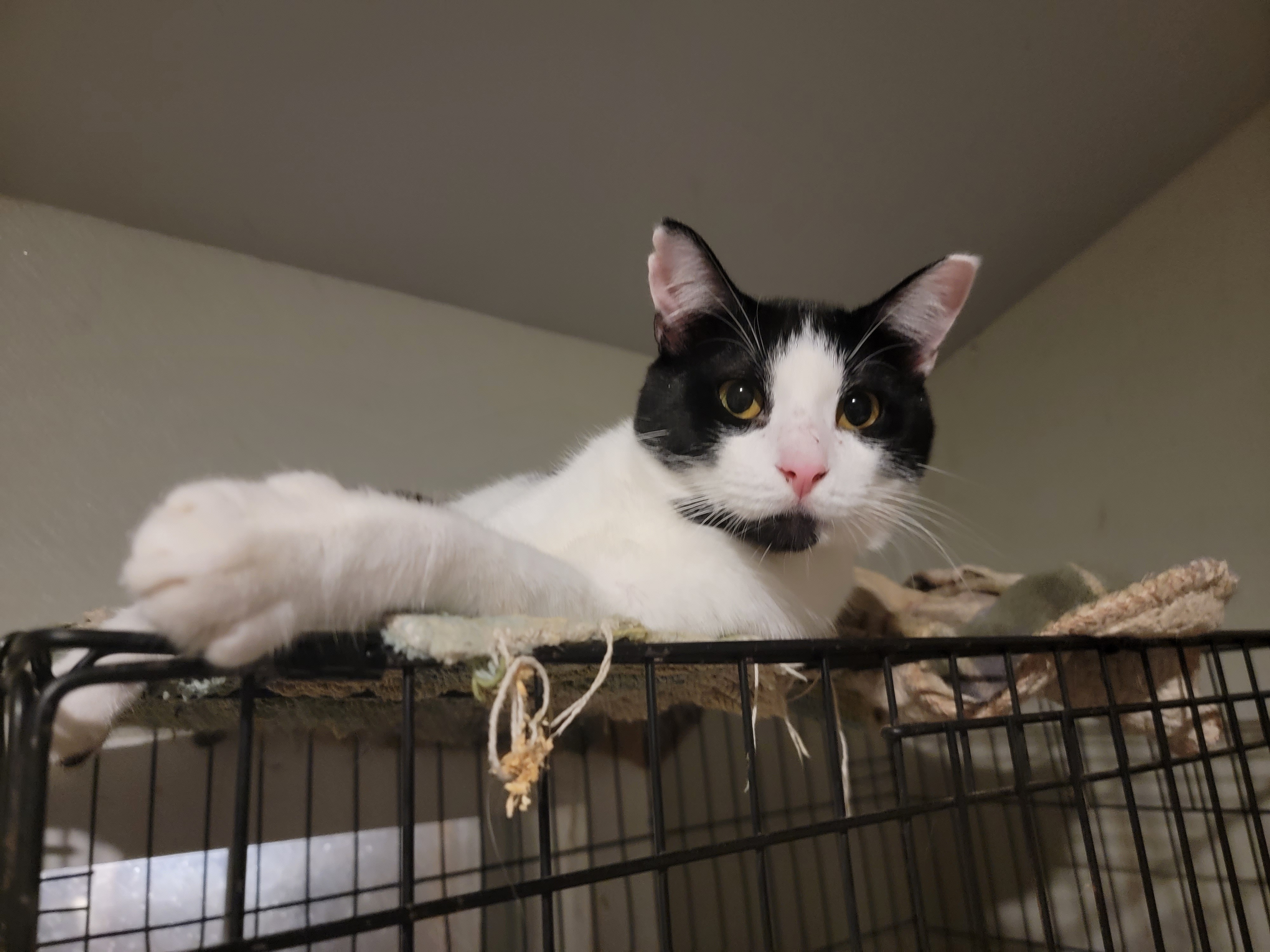 Enlarge Curly, a Adoptable Domestic Short Hair in The Woodlands, TX image 6/6