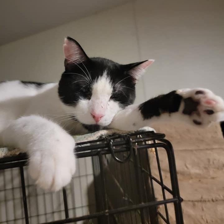 Enlarge Curly, a Adoptable Domestic Short Hair in The Woodlands, TX image 3/6