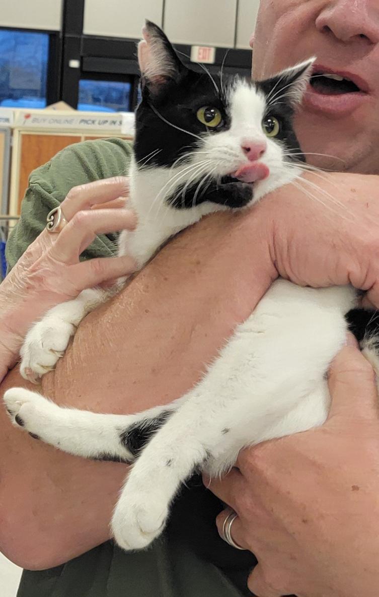Enlarge Curly, a Adoptable Domestic Short Hair in The Woodlands, TX image 2/6