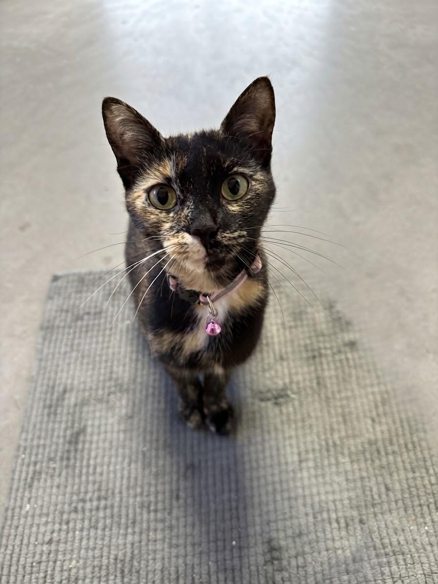 Mulva, Adoptable, Adult Female American Shorthair.