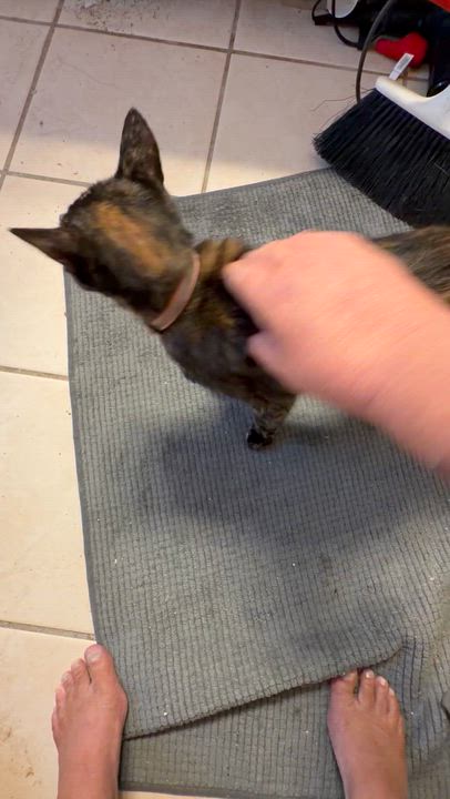 Enlarge Mulva, a Adoptable American Shorthair in Maitland, FL video 1/3