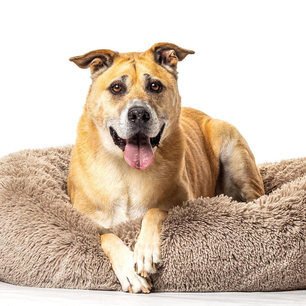 Duke, Adoptable, Senior Male Shepherd.