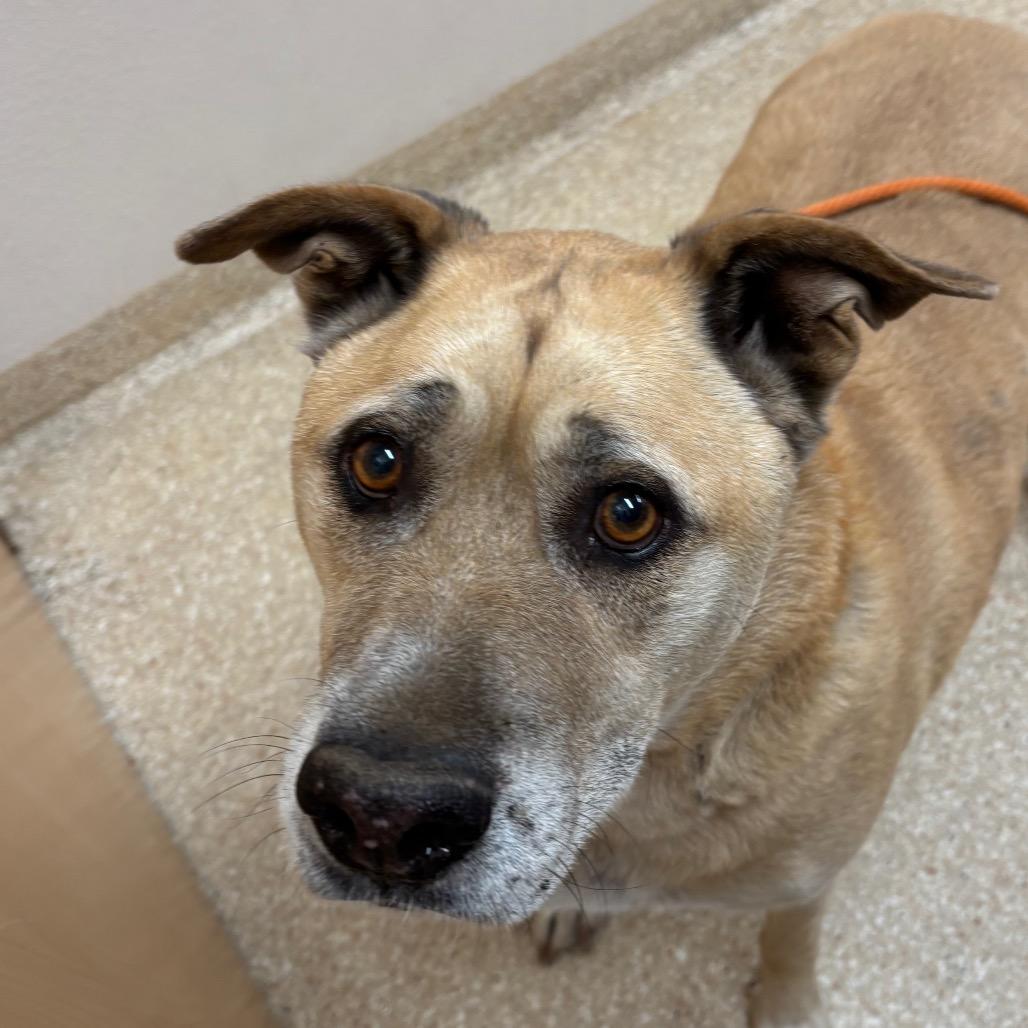 Duke, a Adoptable Shepherd in Reno, NV image 2/6