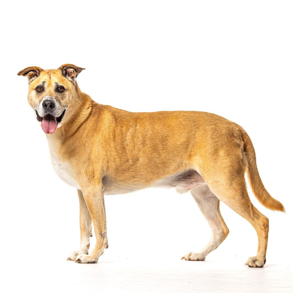 Duke, a Adoptable Shepherd in Reno, NV image 3/6