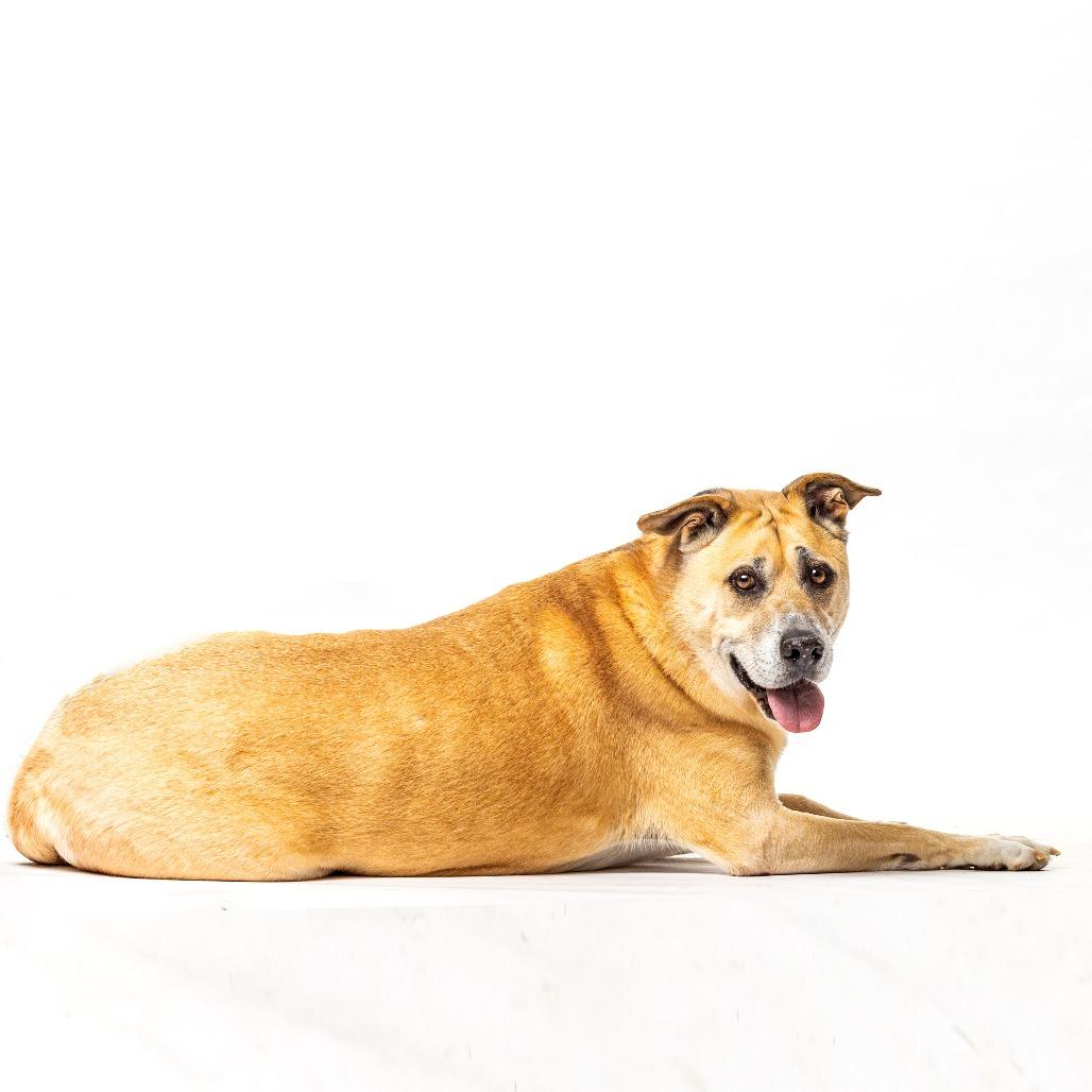 Duke, a Adoptable Shepherd in Reno, NV image 4/6
