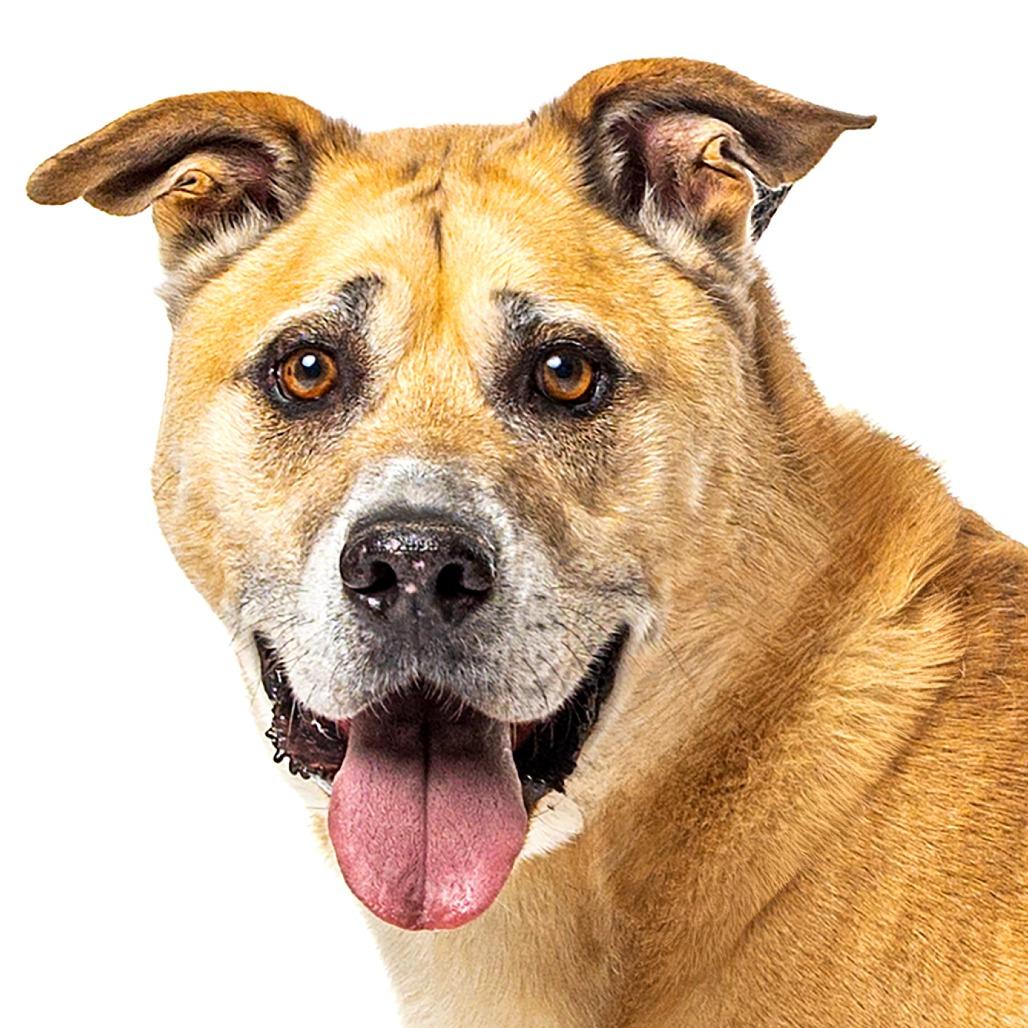 Duke, a Adoptable Shepherd in Reno, NV image 5/6
