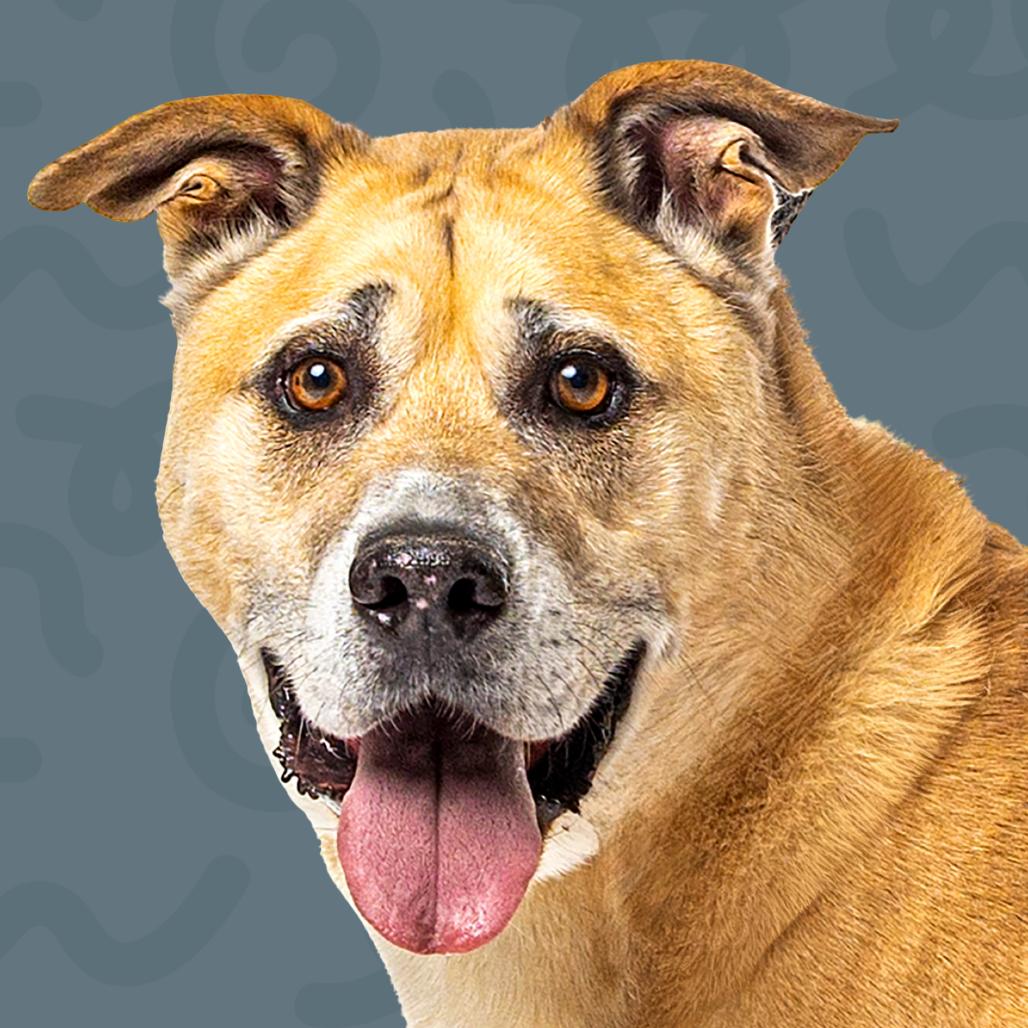 Duke, a Adoptable Shepherd in Reno, NV image 6/6