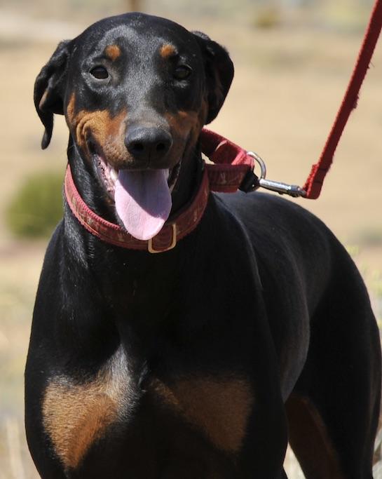 Enlarge Candy, a Adoptable Doberman Pinscher in Tehachapi, CA image 1/4