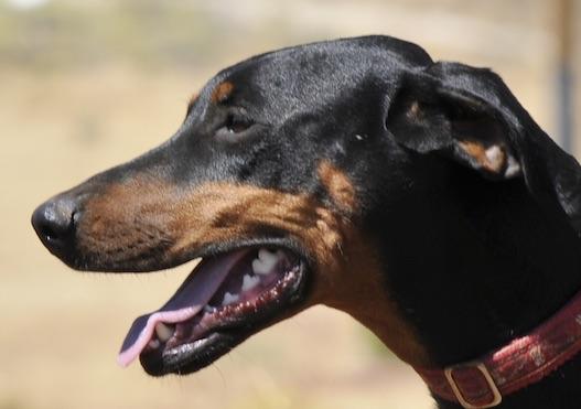 Enlarge Candy, a Adoptable Doberman Pinscher in Tehachapi, CA image 2/4