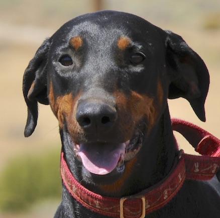 Enlarge Candy, a Adoptable Doberman Pinscher in Tehachapi, CA image 3/4