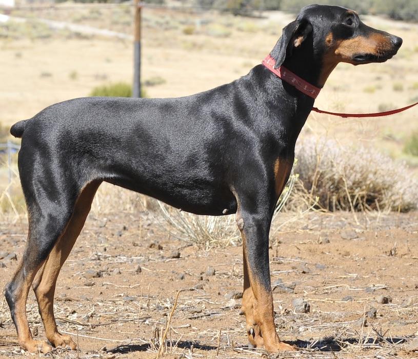Enlarge Candy, a Adoptable Doberman Pinscher in Tehachapi, CA image 4/4