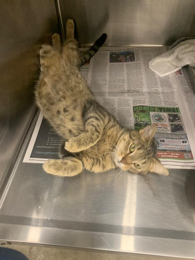 Enlarge Kitsune-Oni, a Adoptable mixed breed in Angola, IN image 1/1