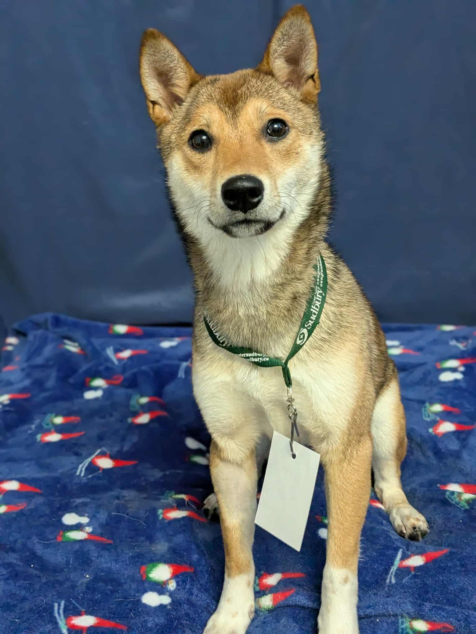 Enlarge Yolandi, a ADOPTABLE Shiba Inu in Wahnapitae, ON image 2/4