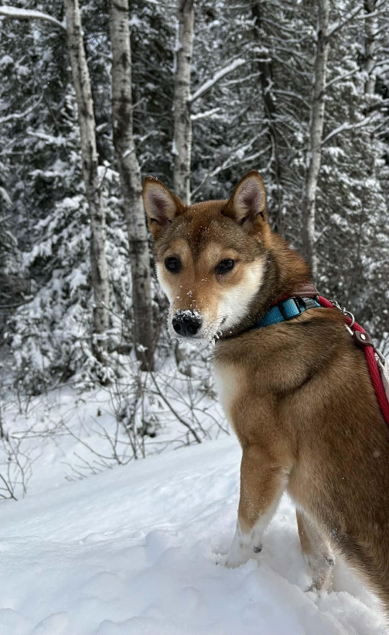 Enlarge Yolandi, a ADOPTABLE Shiba Inu in Wahnapitae, ON image 3/4