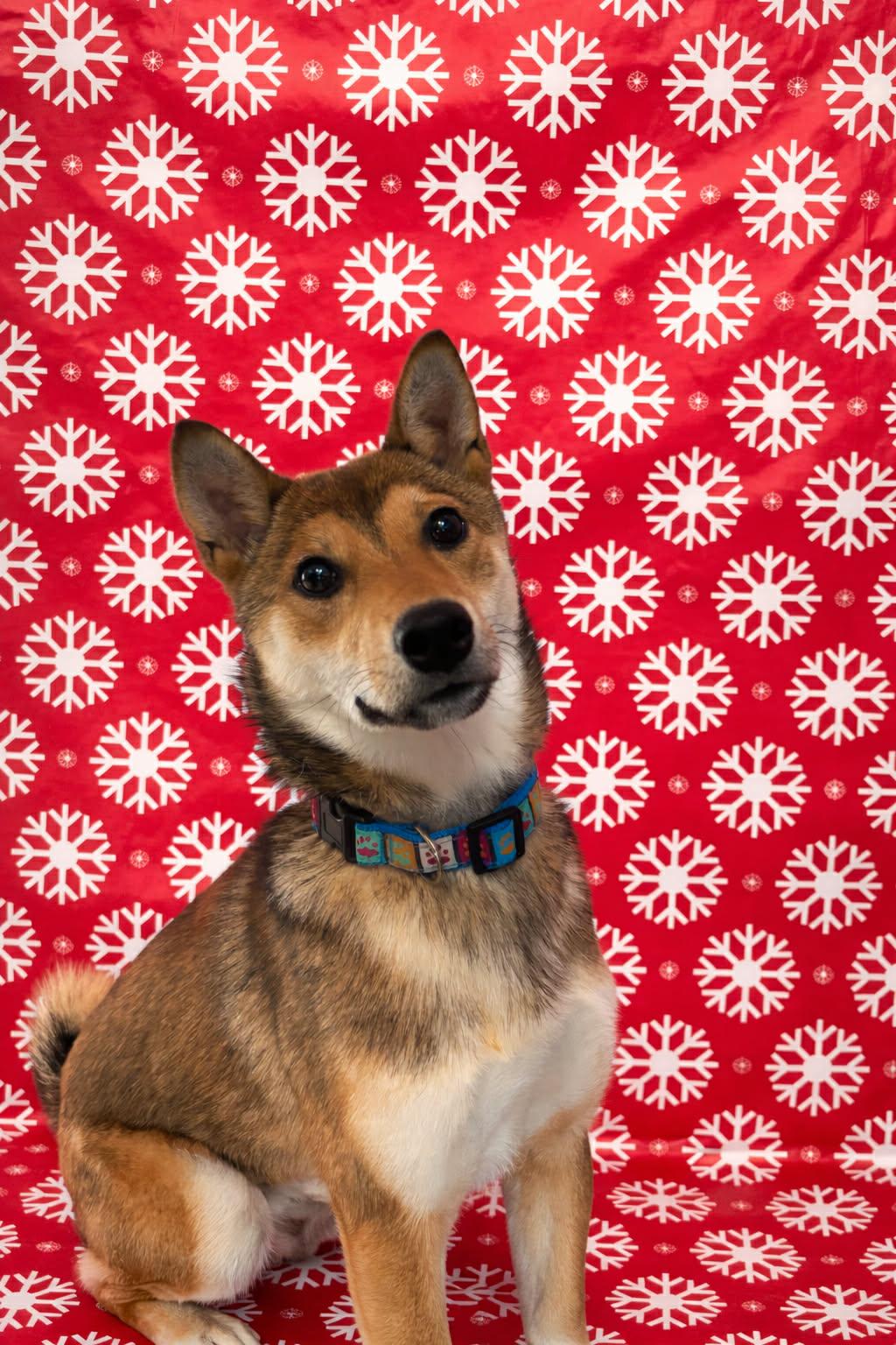 Enlarge Yolandi, a ADOPTABLE Shiba Inu in Wahnapitae, ON image 1/4