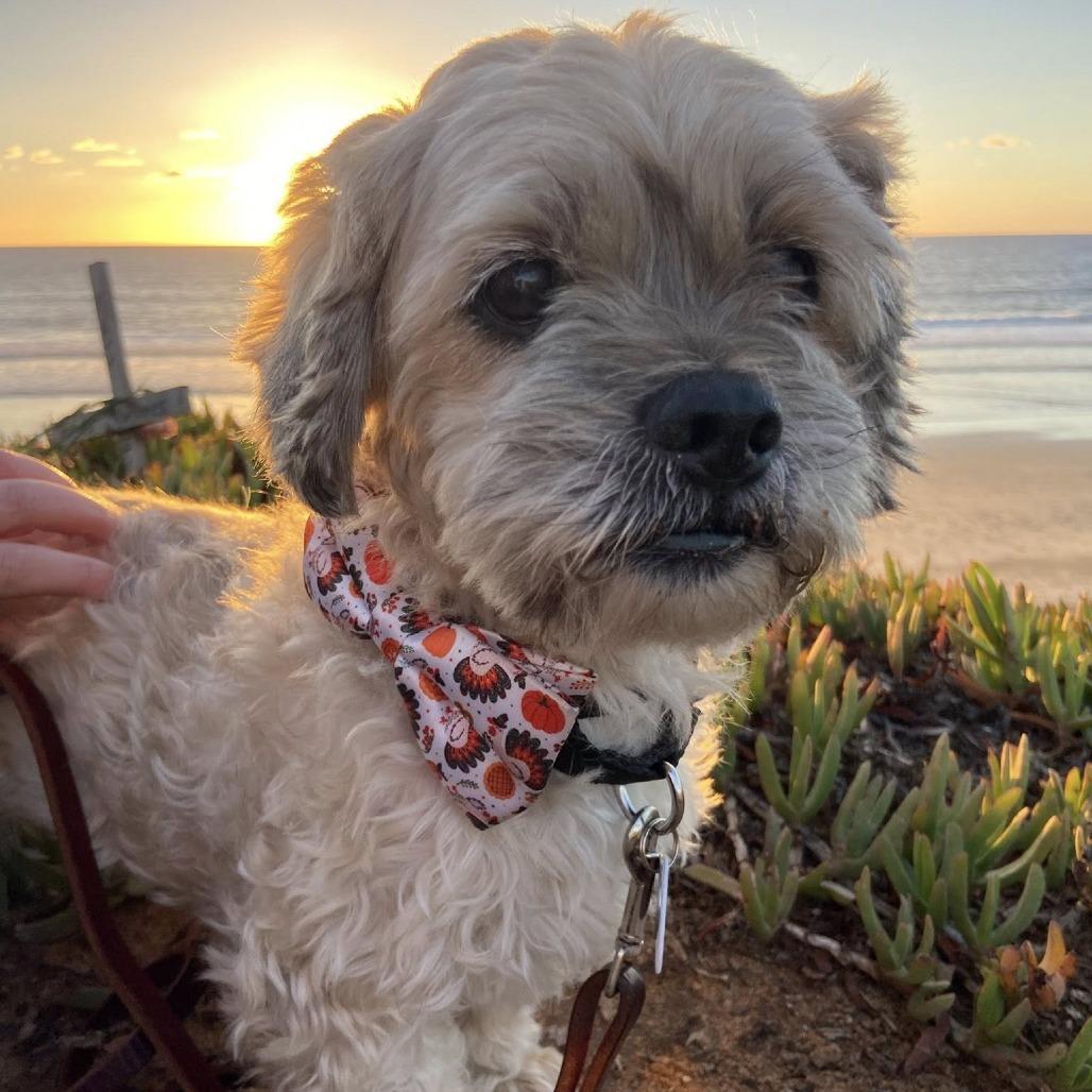 Raisin Bran (Grandpa/Boy), a Adoptable Lhasa Apso in Sonoma, CA image 1/6