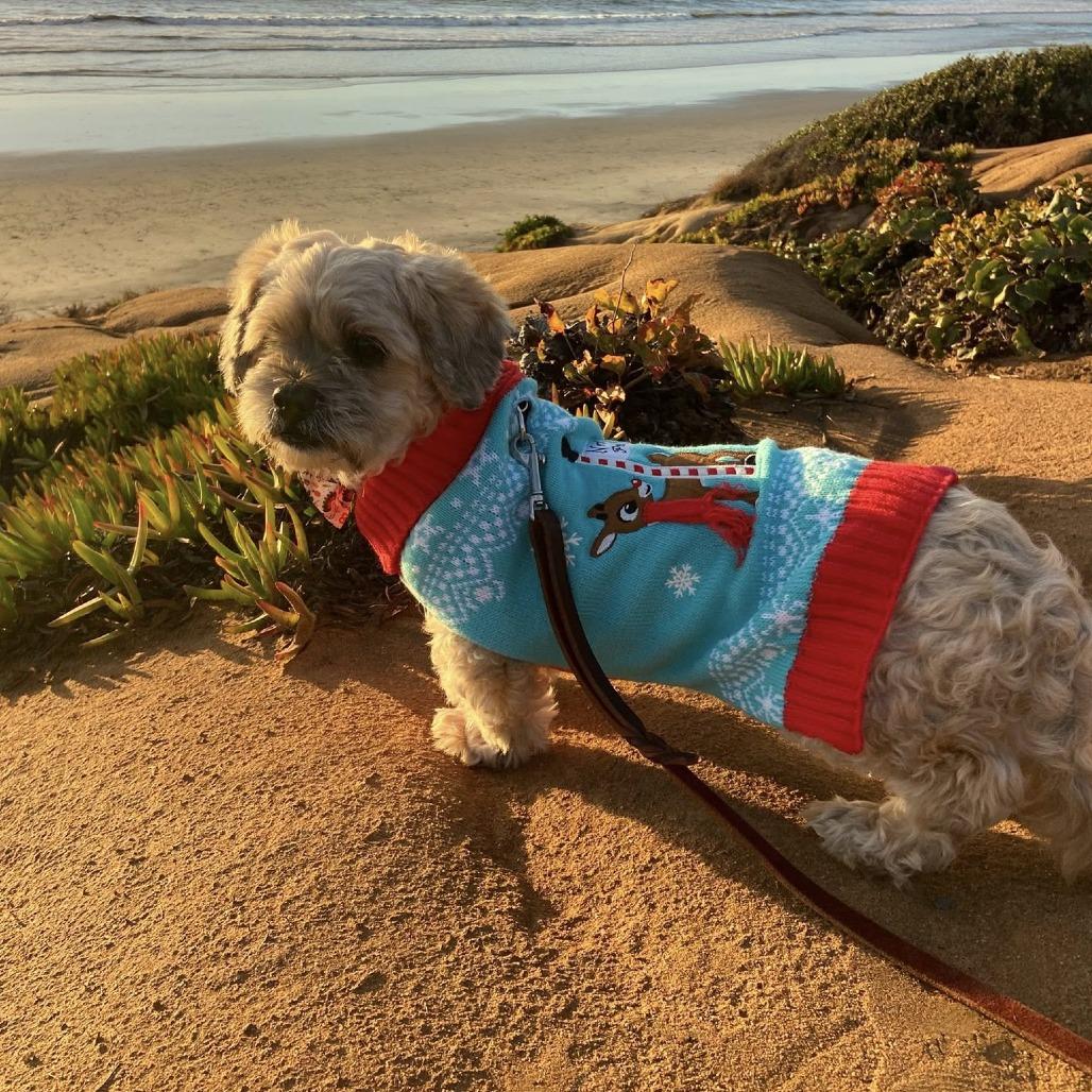 Raisin Bran (Grandpa/Boy), a Adoptable Lhasa Apso in Sonoma, CA image 2/6