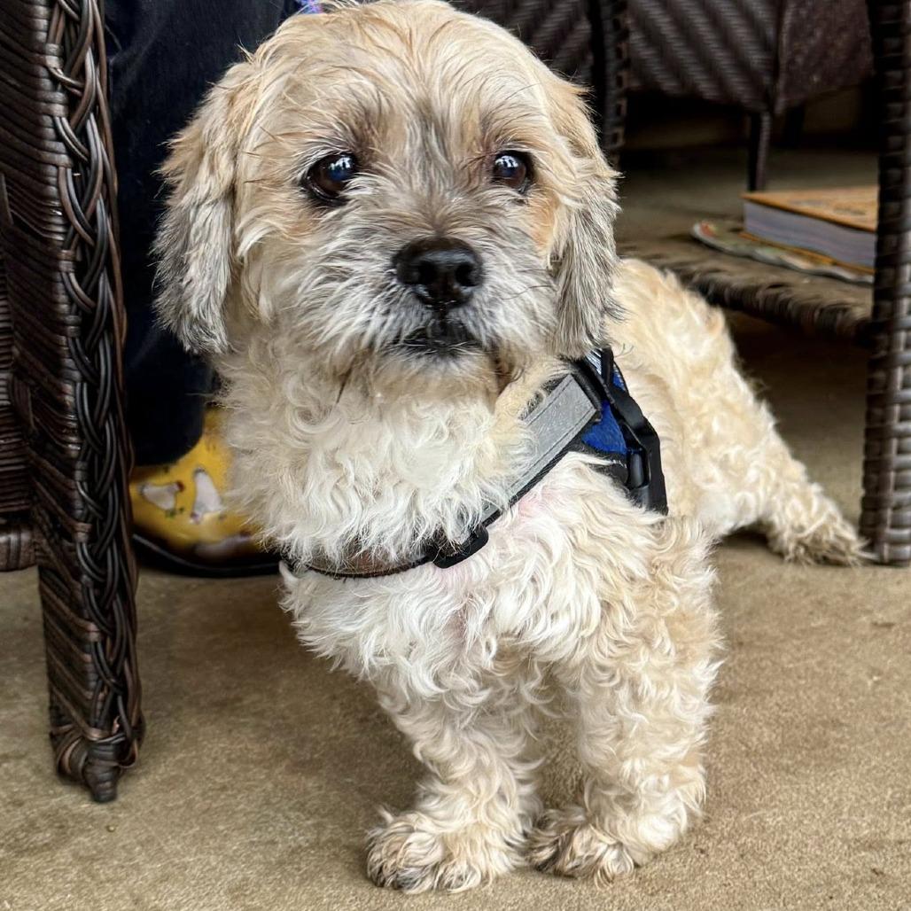 Raisin Bran (Grandpa/Boy), a Adoptable Lhasa Apso in Sonoma, CA image 3/6