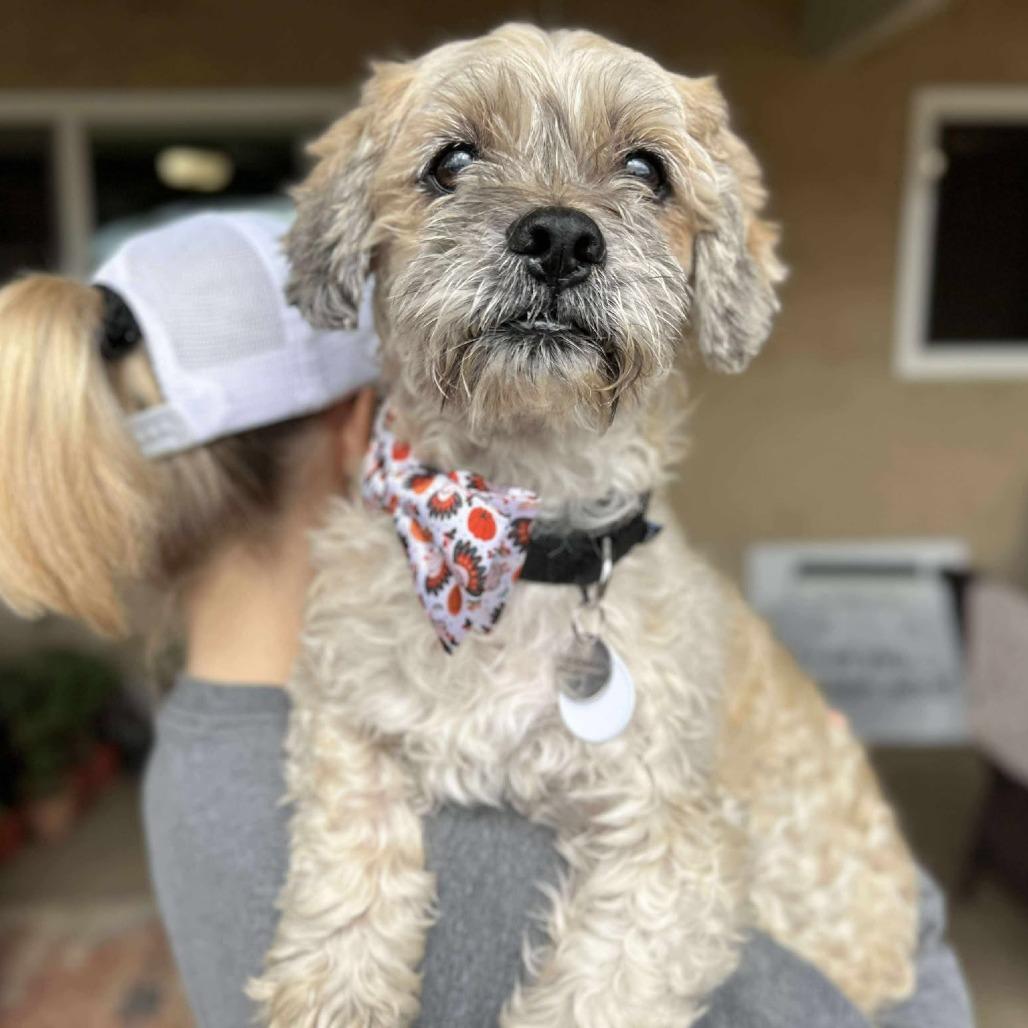 Raisin Bran (Grandpa/Boy), a Adoptable Lhasa Apso in Sonoma, CA image 4/6