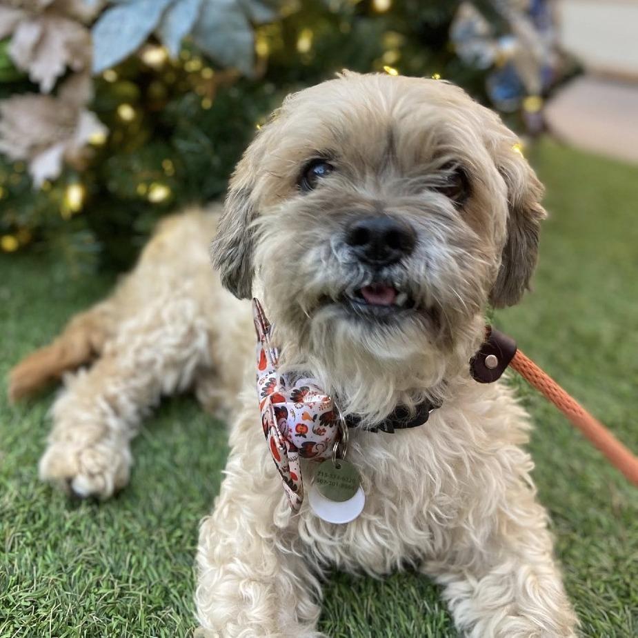 Raisin Bran (Grandpa/Boy), a Adoptable Lhasa Apso in Sonoma, CA image 6/6