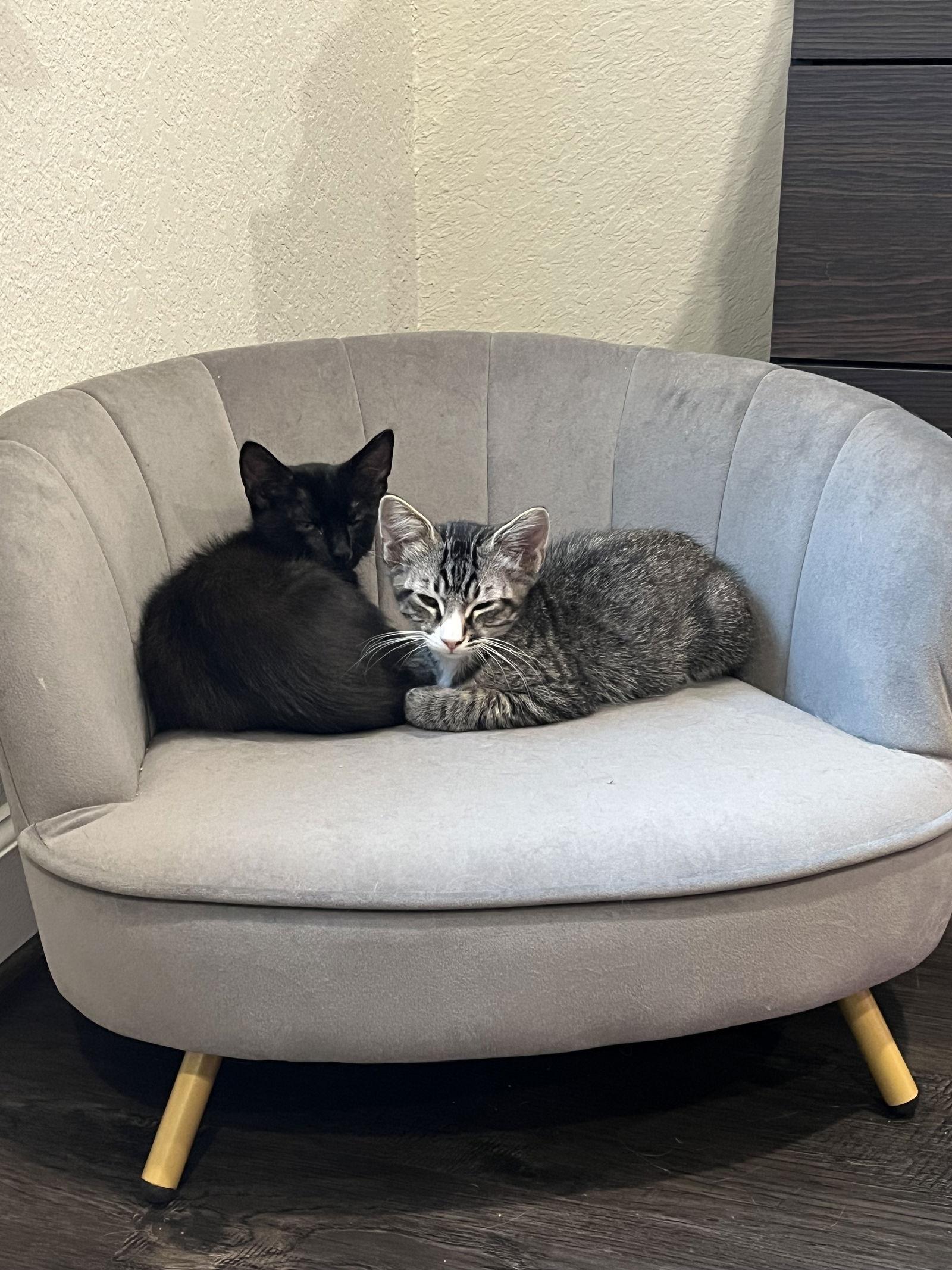 Sammy, Adoptable, Kitten Male Tabby & Domestic Short Hair.