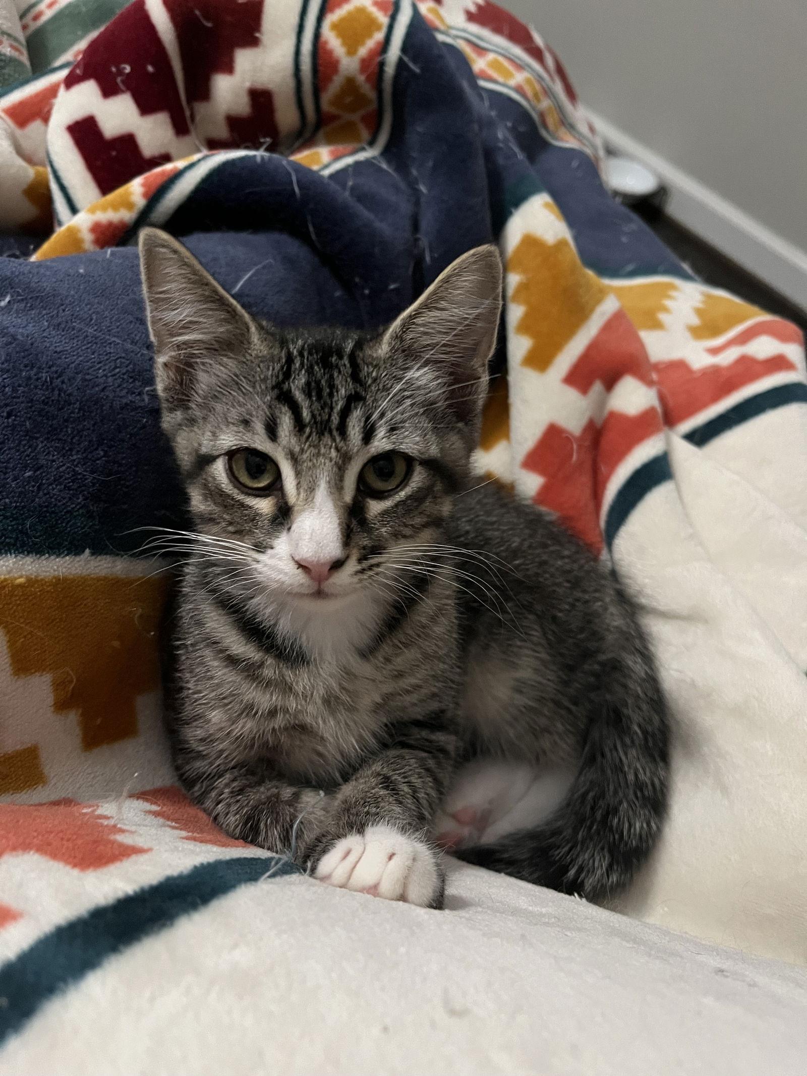 Sammy, a Adoptable mixed breed in MONTGOMERY, TX image 2/3