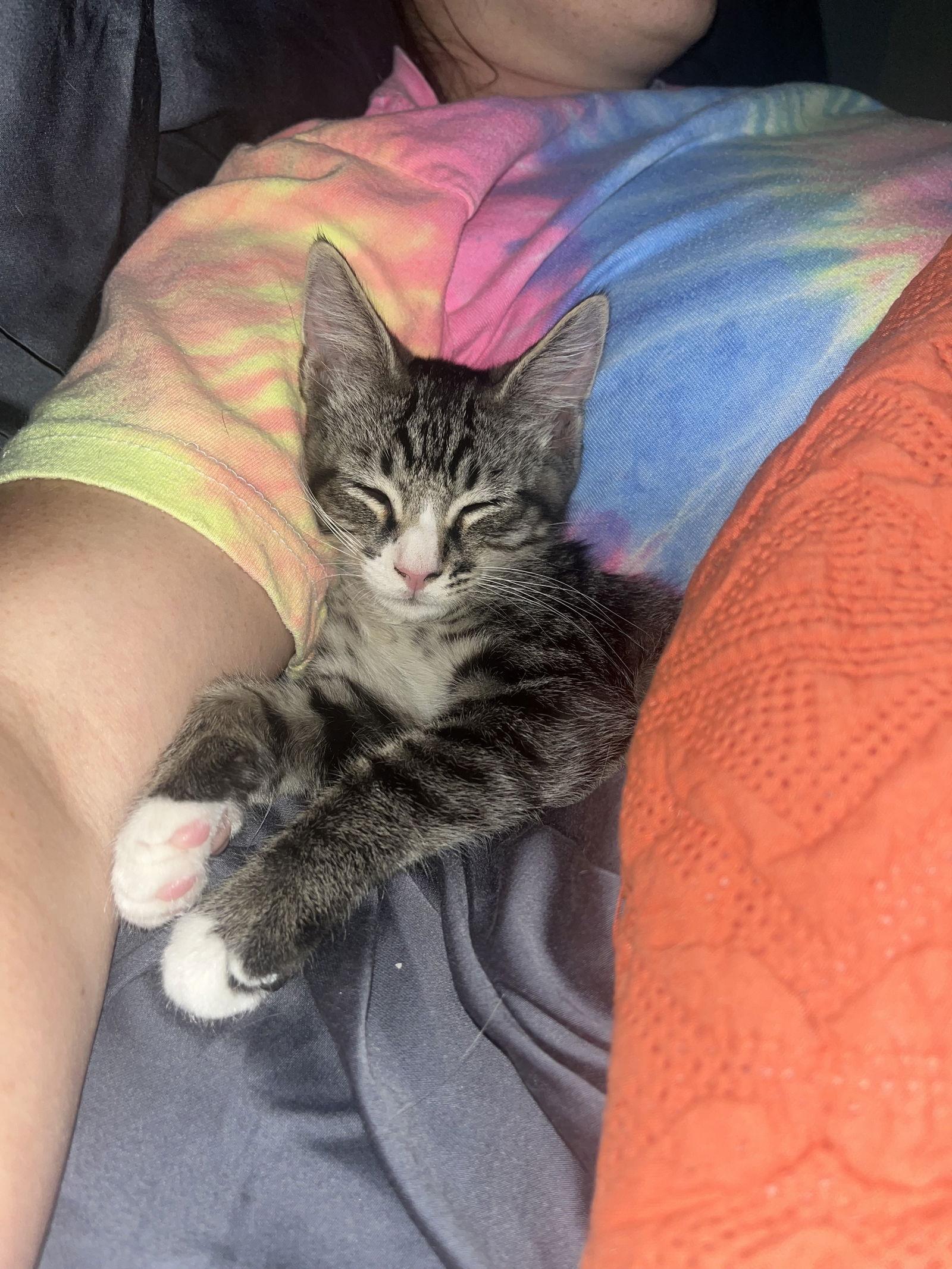 Sammy, a Adoptable mixed breed in MONTGOMERY, TX image 3/3