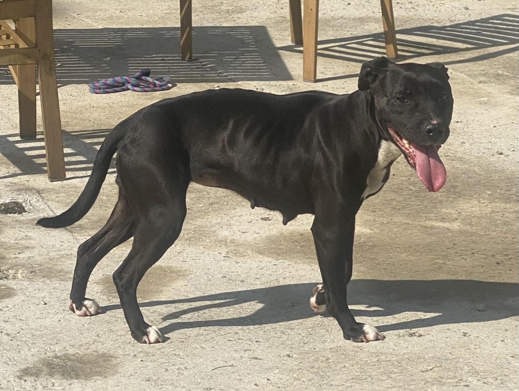 Lilly, ADOPTABLE, Adult Female Pit Bull Terrier.